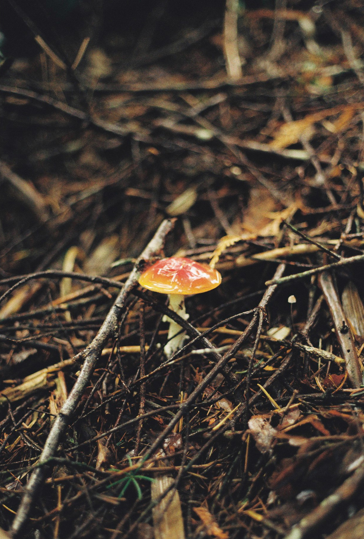 Amateur_Javiera Zuñiga Amateur_Javiera Zuñiga