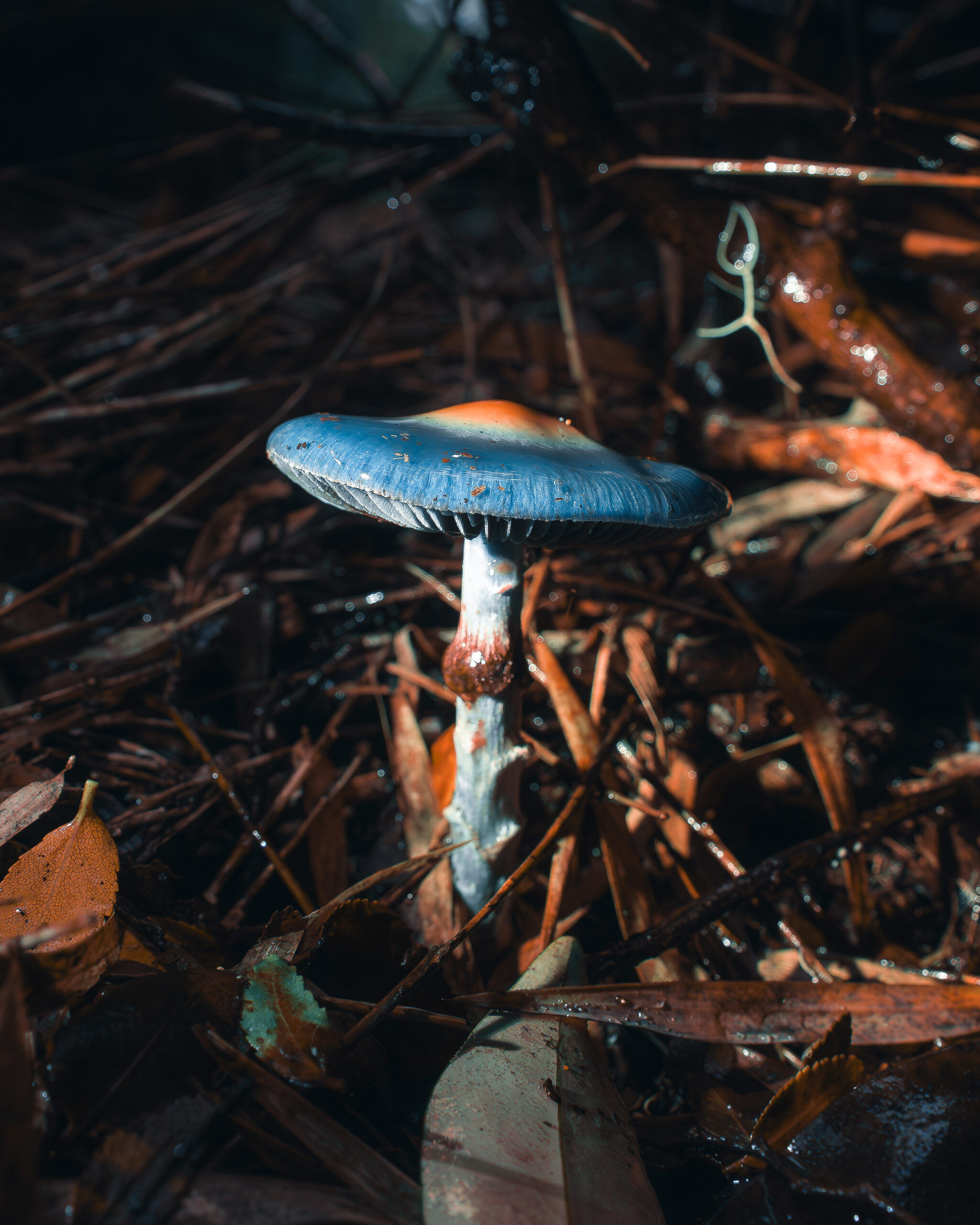 _DSC5088-Alex Segovia _DSC5088-Alex Segovia