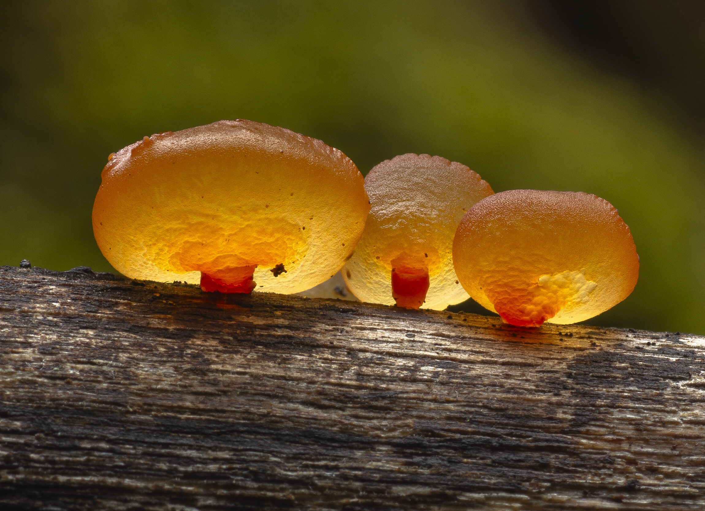 PROFESIONAL_ IAN CAMPBELL_alta PROFESIONAL_ IAN CAMPBELL_alta