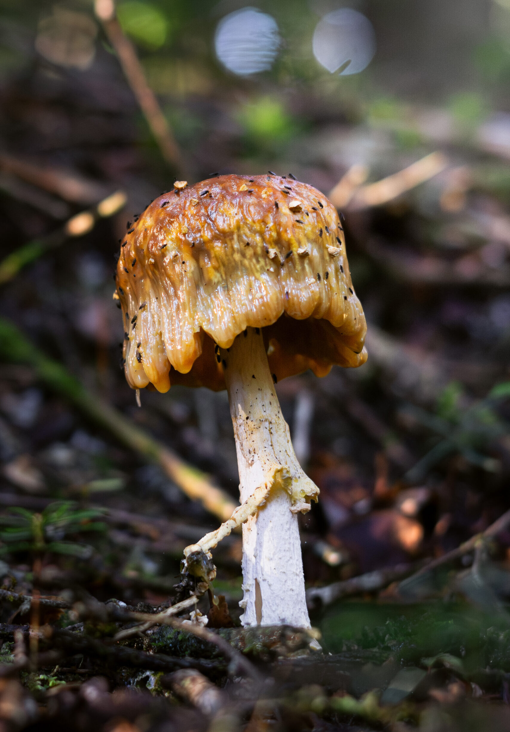 Profesional_Matias_Villarroel Profesional_Matias_Villarroel