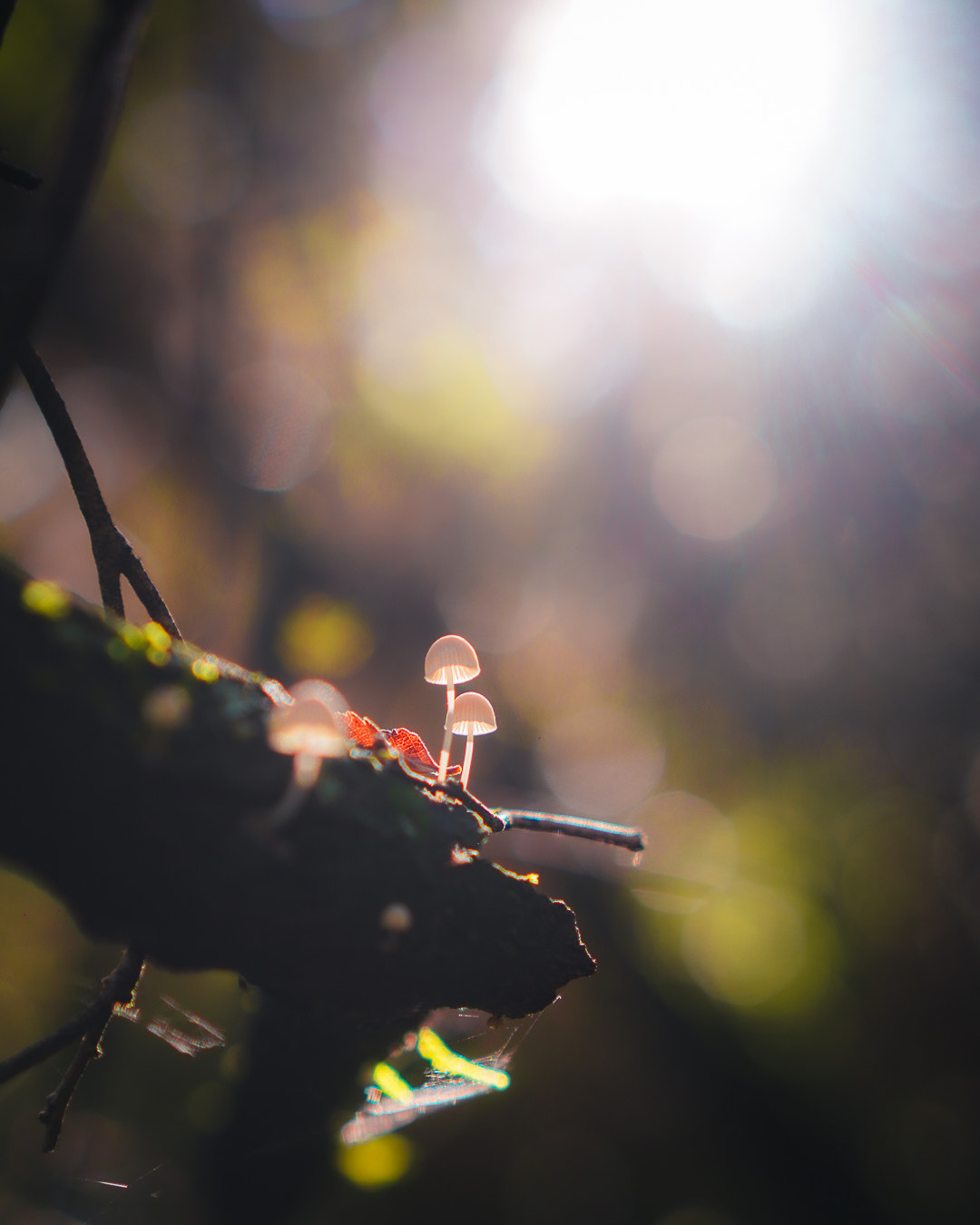 Profesional_cristobalvera Profesional_cristobalvera